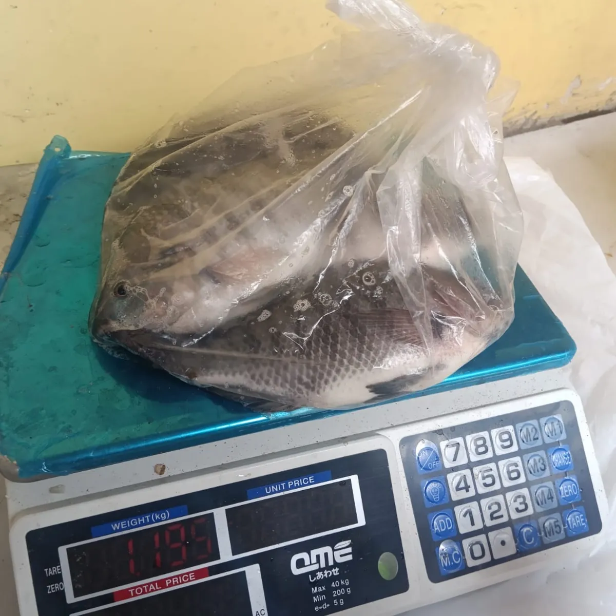 ikan nila segar