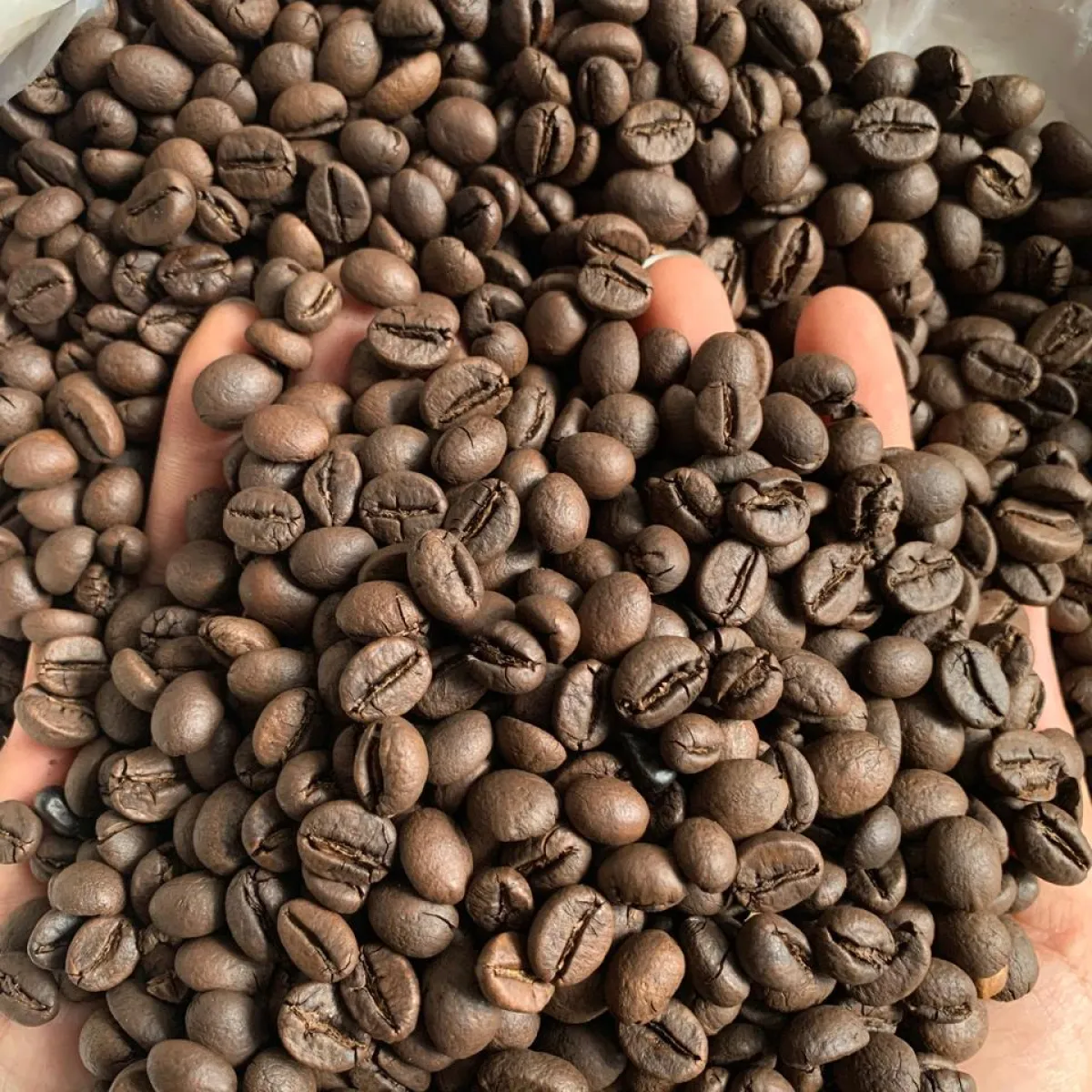 Roast Beans Robusta Premium